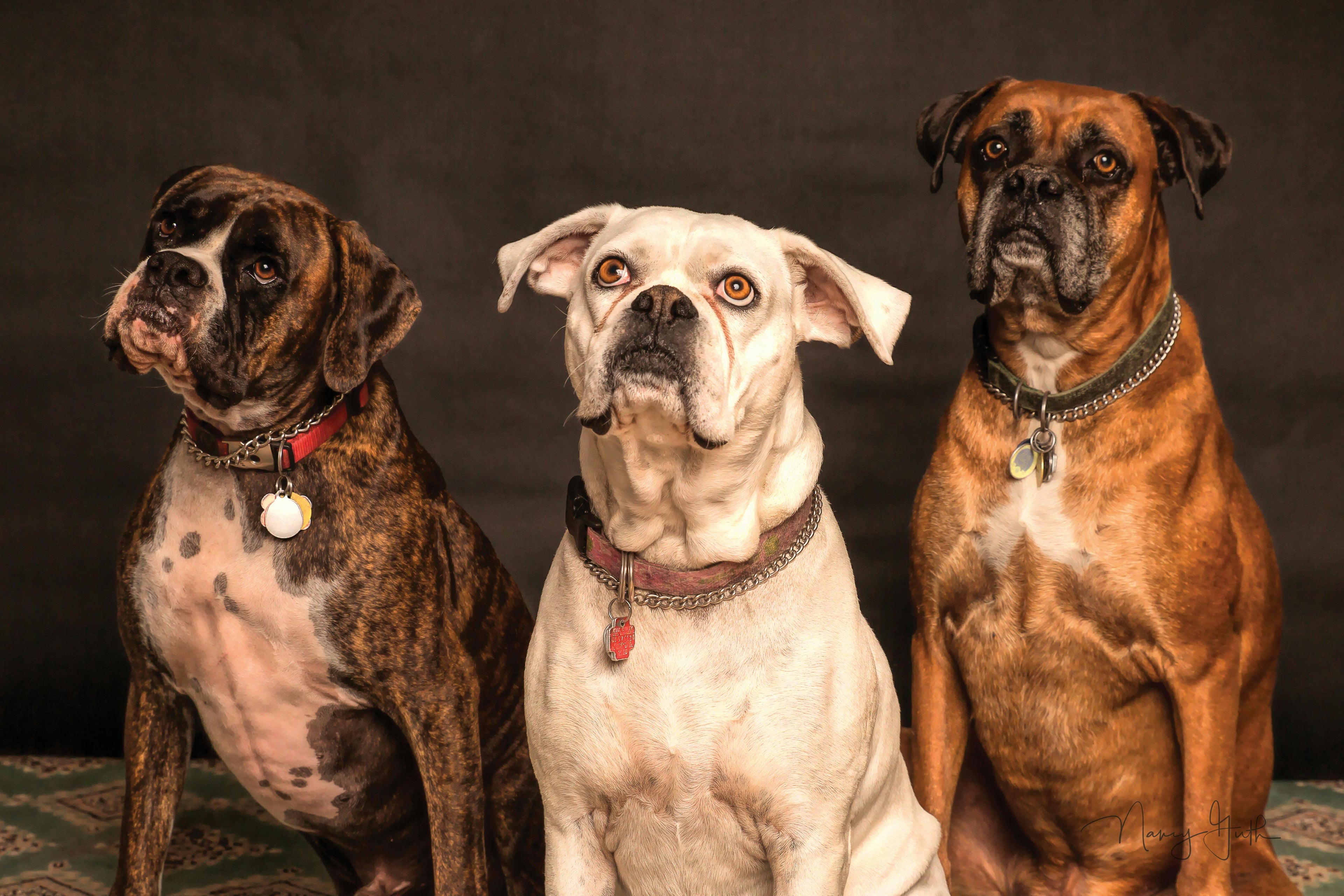 Three dogs of different breeds standing side by side against a dark background